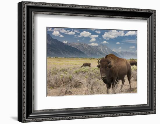 Buffalo. Grand Teton National Park, Wyoming.-Tom Norring-Framed Photographic Print