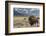 Buffalo. Grand Teton National Park, Wyoming.-Tom Norring-Framed Photographic Print