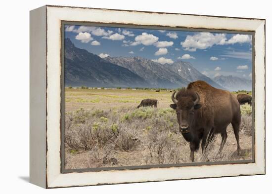 Buffalo. Grand Teton National Park, Wyoming.-Tom Norring-Framed Premier Image Canvas