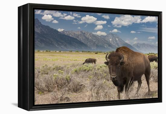 Buffalo. Grand Teton National Park, Wyoming.-Tom Norring-Framed Premier Image Canvas