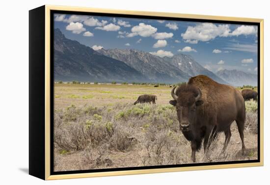 Buffalo. Grand Teton National Park, Wyoming.-Tom Norring-Framed Premier Image Canvas