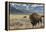 Buffalo. Grand Teton National Park, Wyoming.-Tom Norring-Framed Premier Image Canvas