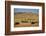 Buffalo Grazing on the Prairie-DLILLC-Framed Photographic Print