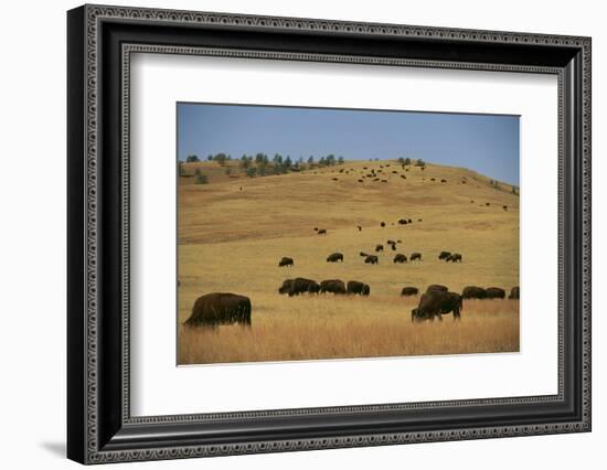 Buffalo Grazing on the Prairie-DLILLC-Framed Photographic Print