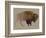 Buffalo. Hand-Drawn Illustration, Detailed Variant.-imagewriter-Framed Art Print