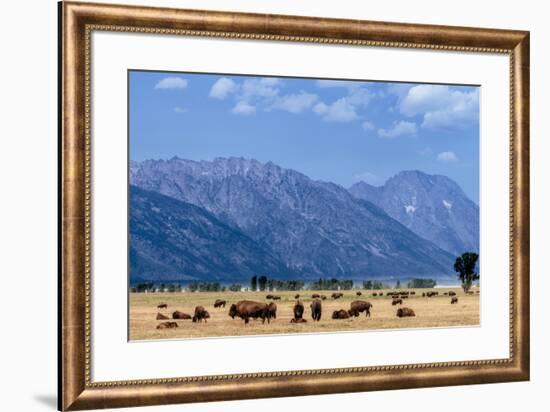 Buffalo Herd with Grand Teton Mountains behind. Grand Teton National Park, Wyoming.-Tom Norring-Framed Premium Photographic Print