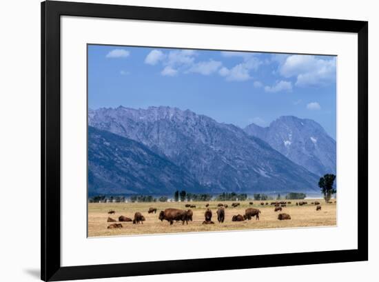 Buffalo Herd with Grand Teton Mountains behind. Grand Teton National Park, Wyoming.-Tom Norring-Framed Premium Photographic Print