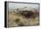 Buffalo Hunt Number 26, 1899-Charles Marion Russell-Framed Premier Image Canvas