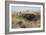 Buffalo Hunt Number 26, 1899-Charles Marion Russell-Framed Giclee Print