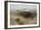 Buffalo Hunt Number 26, 1899-Charles Marion Russell-Framed Giclee Print