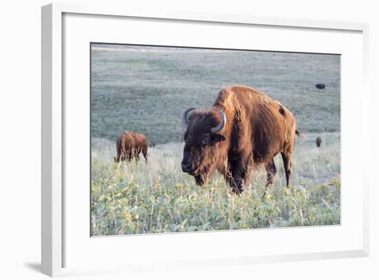 Buffalo in Custer State Park-Howie Garber-Framed Photographic Print