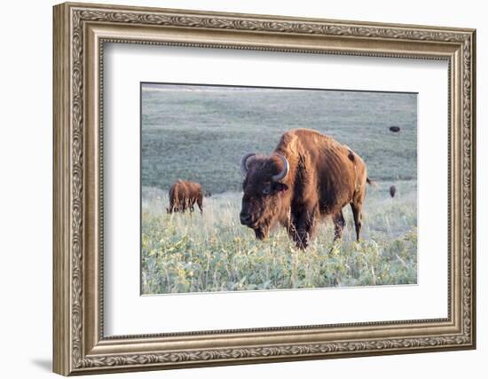 Buffalo in Custer State Park-Howie Garber-Framed Photographic Print