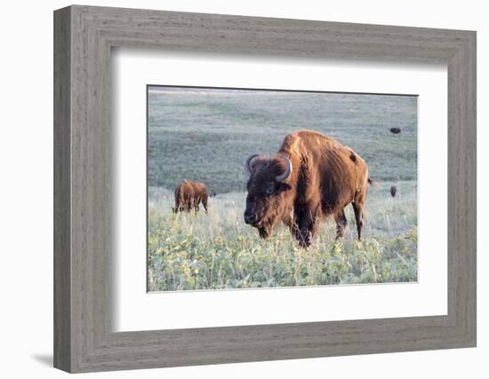 Buffalo in Custer State Park-Howie Garber-Framed Photographic Print