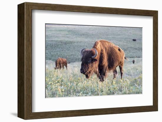 Buffalo in Custer State Park-Howie Garber-Framed Photographic Print