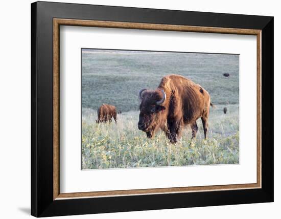 Buffalo in Custer State Park-Howie Garber-Framed Photographic Print