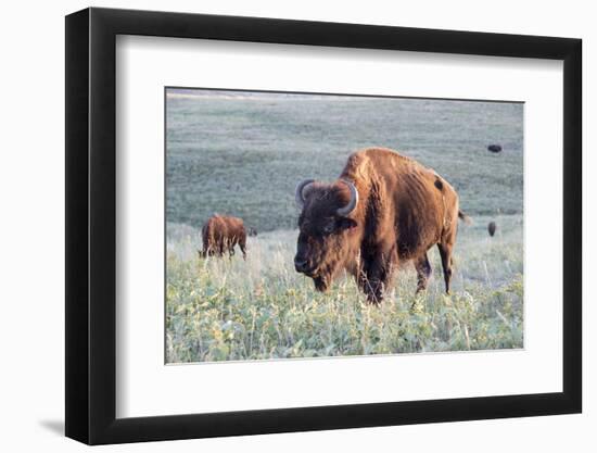Buffalo in Custer State Park-Howie Garber-Framed Photographic Print