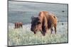 Buffalo in Custer State Park-Howie Garber-Mounted Photographic Print