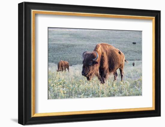 Buffalo in Custer State Park-Howie Garber-Framed Photographic Print