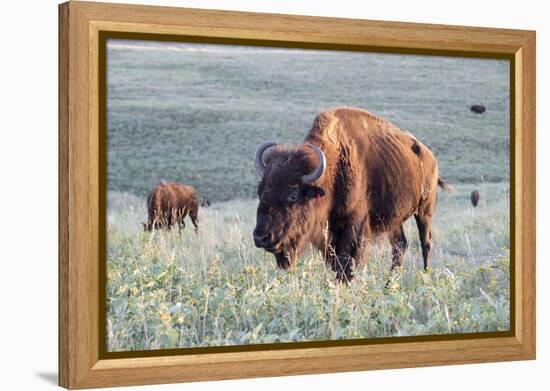 Buffalo in Custer State Park-Howie Garber-Framed Premier Image Canvas