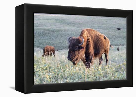 Buffalo in Custer State Park-Howie Garber-Framed Premier Image Canvas