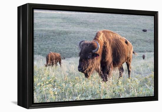 Buffalo in Custer State Park-Howie Garber-Framed Premier Image Canvas