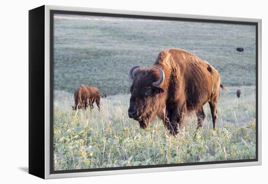 Buffalo in Custer State Park-Howie Garber-Framed Premier Image Canvas