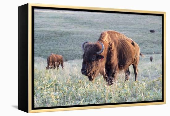 Buffalo in Custer State Park-Howie Garber-Framed Premier Image Canvas