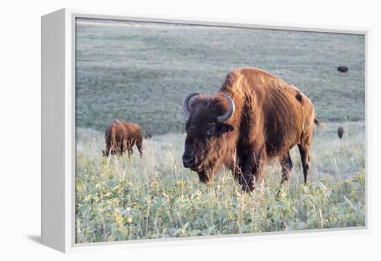 Buffalo in Custer State Park-Howie Garber-Framed Premier Image Canvas