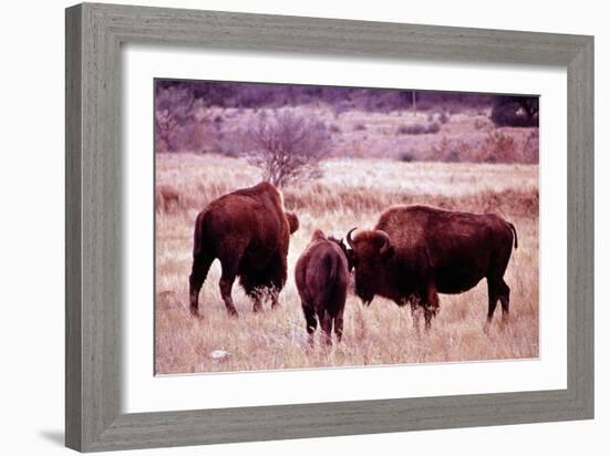 Buffalo In Meadow On Bell Ranch, 11/1972-The U.S. National Archives-Framed Premium Giclee Print