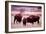 Buffalo In Meadow On Bell Ranch, 11/1972-The U.S. National Archives-Framed Premium Giclee Print