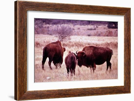 Buffalo In Meadow On Bell Ranch, 11/1972-The U.S. National Archives-Framed Premium Giclee Print