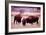 Buffalo In Meadow On Bell Ranch, 11/1972-The U.S. National Archives-Framed Premium Giclee Print