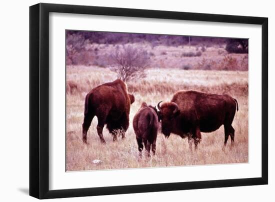 Buffalo In Meadow On Bell Ranch, 11/1972-The U.S. National Archives-Framed Premium Giclee Print