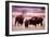 Buffalo In Meadow On Bell Ranch, 11/1972-The U.S. National Archives-Framed Premium Giclee Print