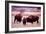 Buffalo In Meadow On Bell Ranch, 11/1972-The U.S. National Archives-Framed Premium Giclee Print