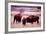 Buffalo In Meadow On Bell Ranch, 11/1972-The U.S. National Archives-Framed Art Print