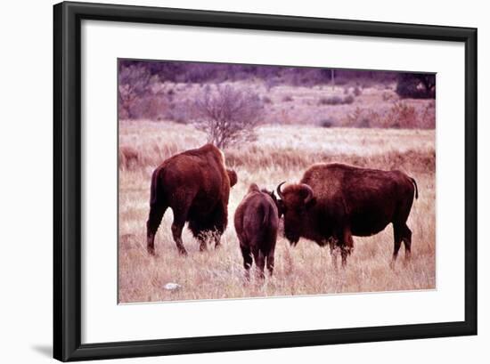 Buffalo In Meadow On Bell Ranch, 11/1972-The U.S. National Archives-Framed Art Print