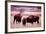 Buffalo In Meadow On Bell Ranch, 11/1972-The U.S. National Archives-Framed Art Print