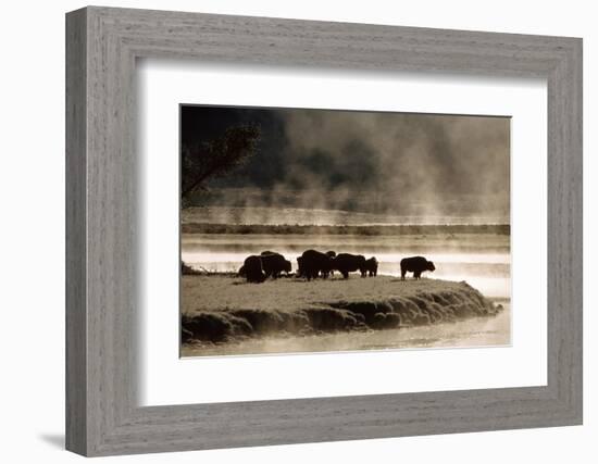 Buffalo in Yellowstone National Park WY USA-Panoramic Images-Framed Photographic Print