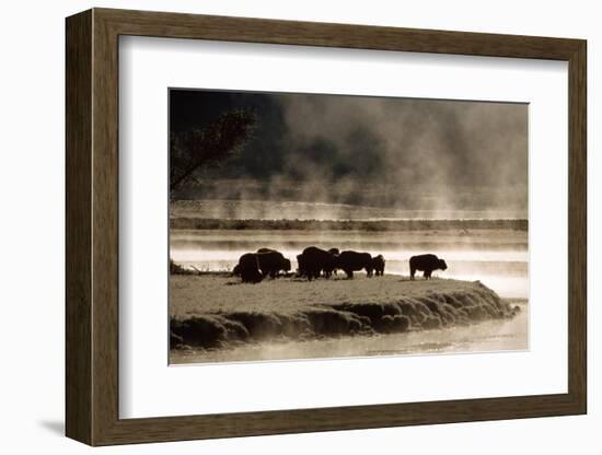 Buffalo in Yellowstone National Park WY USA-Panoramic Images-Framed Photographic Print