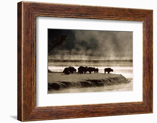 Buffalo in Yellowstone National Park WY USA-Panoramic Images-Framed Photographic Print