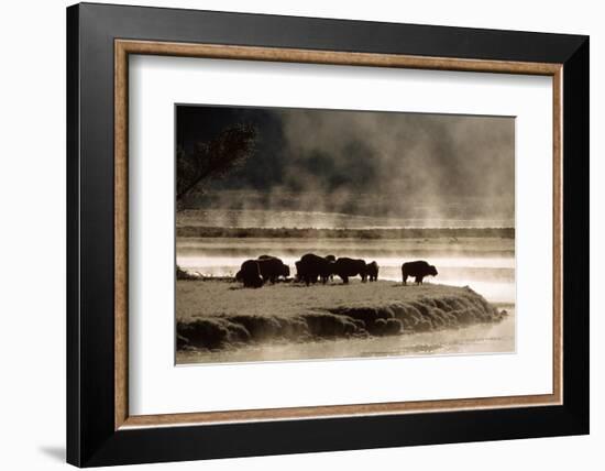 Buffalo in Yellowstone National Park WY USA-Panoramic Images-Framed Photographic Print