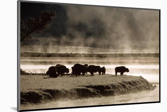 Buffalo in Yellowstone National Park WY USA-Panoramic Images-Mounted Photographic Print