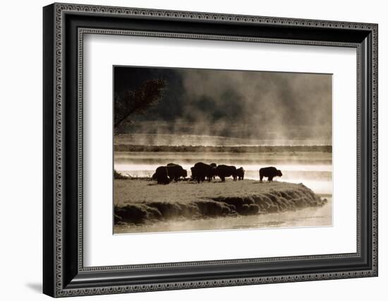 Buffalo in Yellowstone National Park WY USA-Panoramic Images-Framed Photographic Print