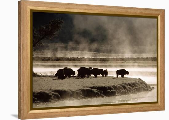 Buffalo in Yellowstone National Park WY USA-Panoramic Images-Framed Premier Image Canvas