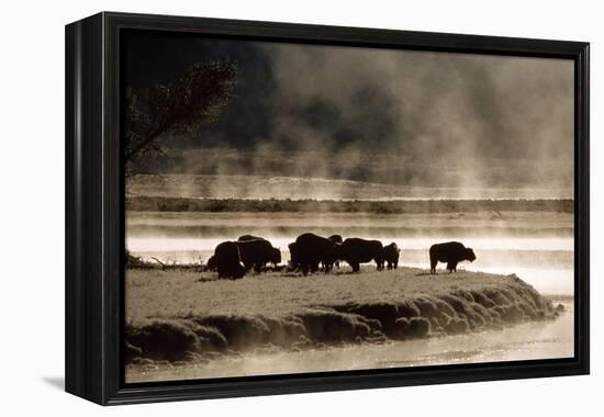 Buffalo in Yellowstone National Park WY USA-Panoramic Images-Framed Premier Image Canvas