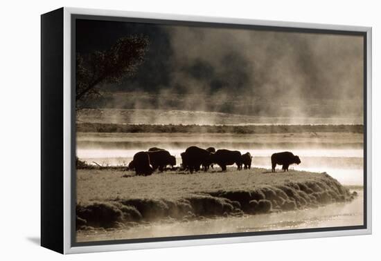 Buffalo in Yellowstone National Park WY USA-Panoramic Images-Framed Premier Image Canvas