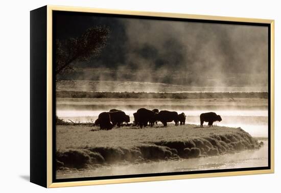 Buffalo in Yellowstone National Park WY USA-Panoramic Images-Framed Premier Image Canvas