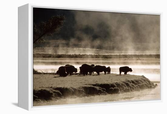 Buffalo in Yellowstone National Park WY USA-Panoramic Images-Framed Premier Image Canvas