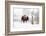 Buffalo looking for Direction. Yellowstone National Park. Wyoming.-Tom Norring-Framed Photographic Print